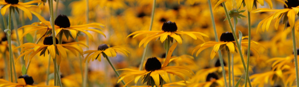 Capital Withholding Tax Germany